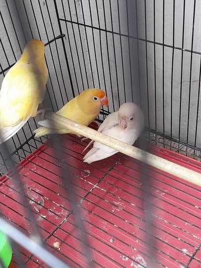 lovebird breading pair with cage