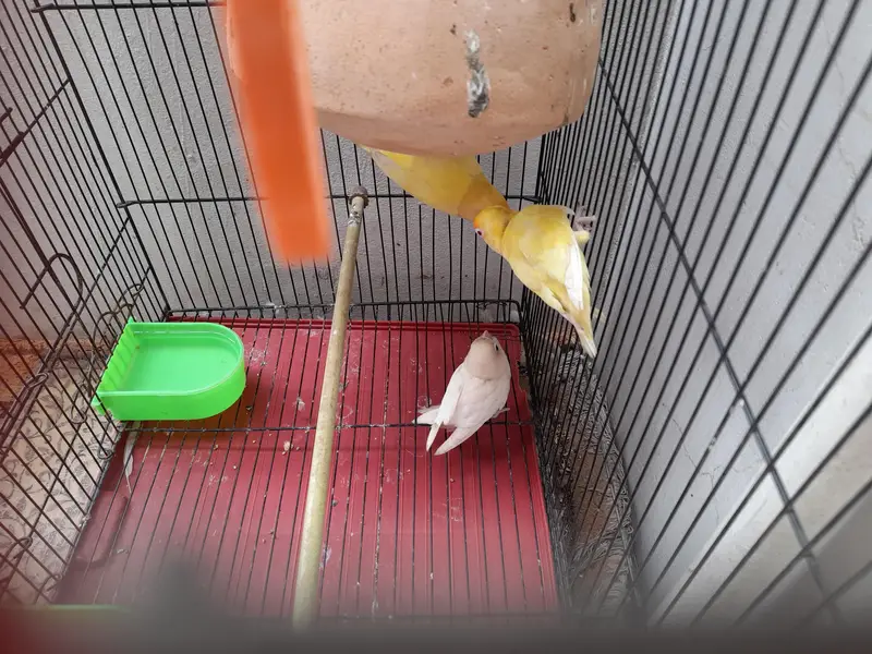 lovebird breading pair with cage — photo 2