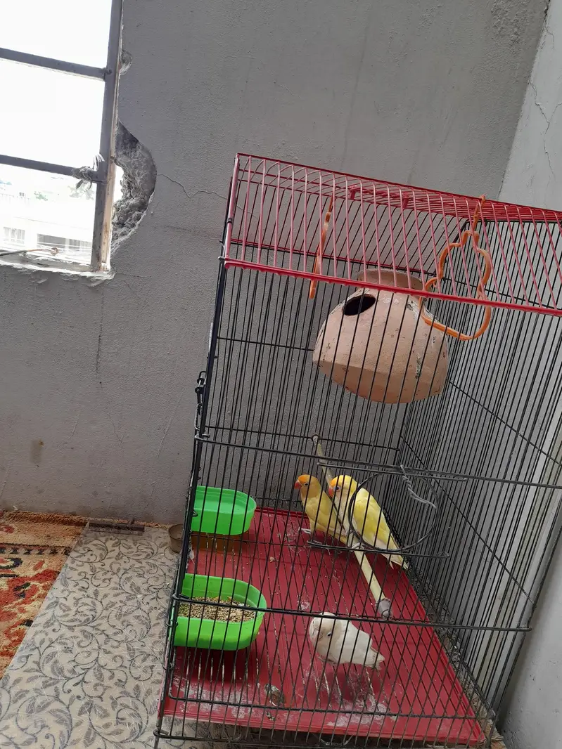 lovebird breading pair with cage — photo 3