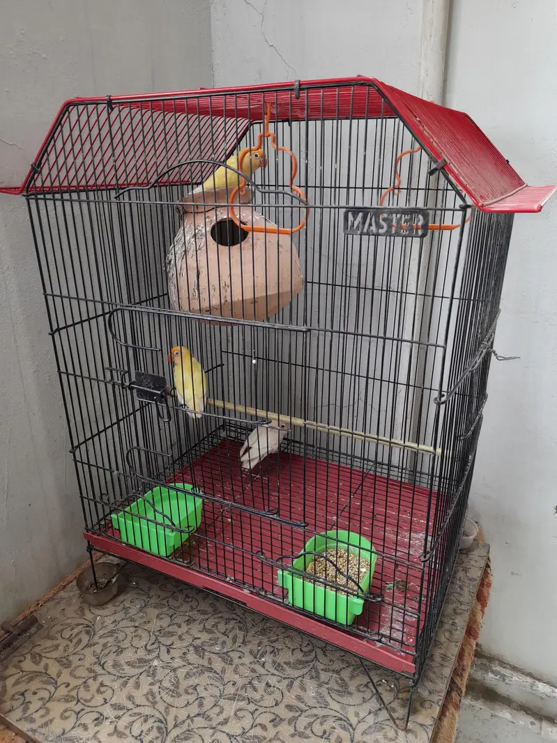 lovebird breading pair with cage — photo 4