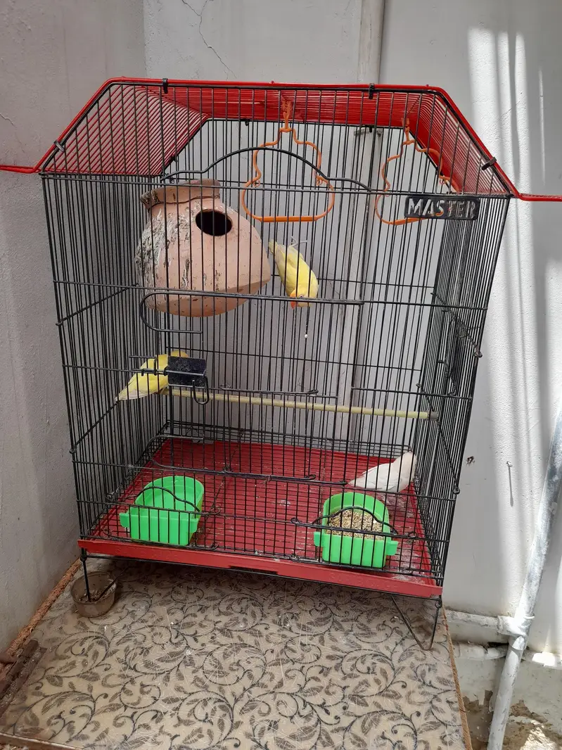 lovebird breading pair with cage — photo 5