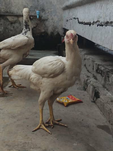 rabita karr