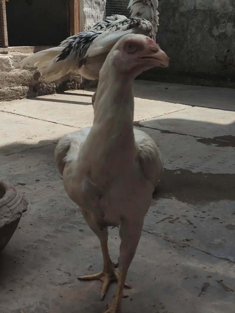 rabita karr — photo 4