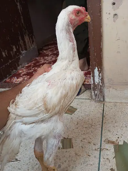 o Shamo male 4 months SA uppar ha agr — photo 2