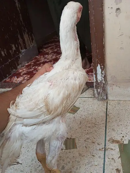 o Shamo male 4 months SA uppar ha agr — photo 3