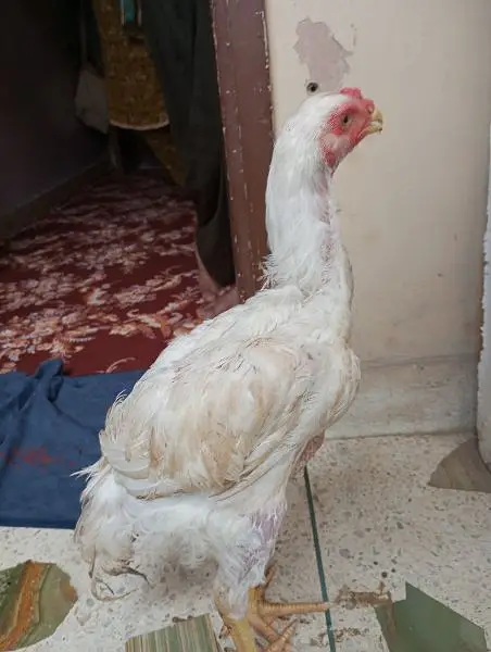 o Shamo male 4 months SA uppar ha agr — photo 4