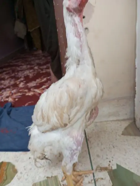 o Shamo male 4 months SA uppar ha agr — photo 5