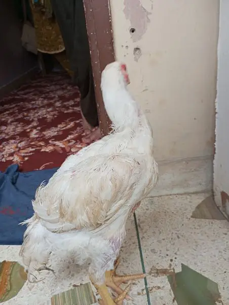 o Shamo male 4 months SA uppar ha agr — photo 7