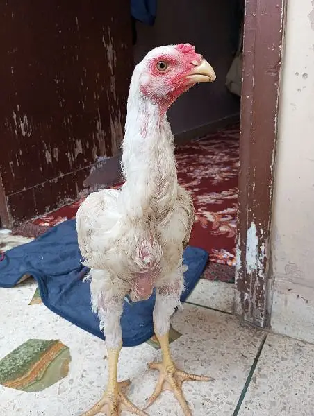o Shamo male 4 months SA uppar ha agr — photo 8