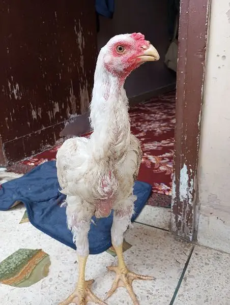 o Shamo male 4 months SA uppar ha agr — photo 10