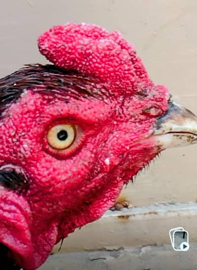 Aseel Thai mianwali cross male