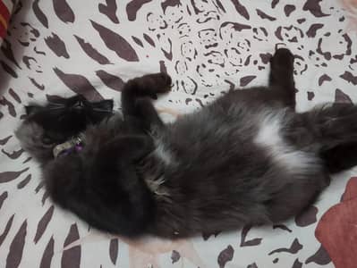 cute black cat looking for a new home