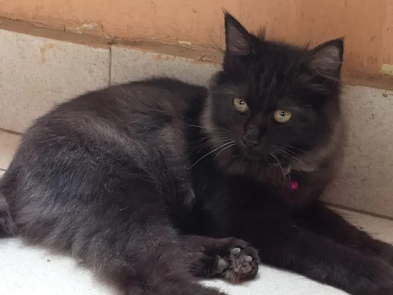 cute black cat looking for a new home — photo 2