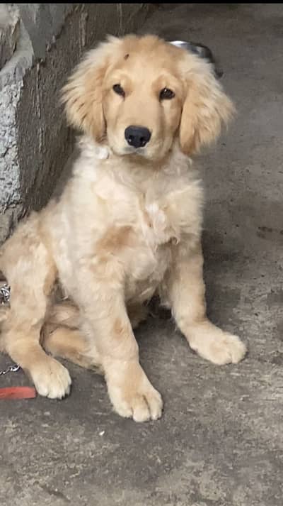 Golden retriever