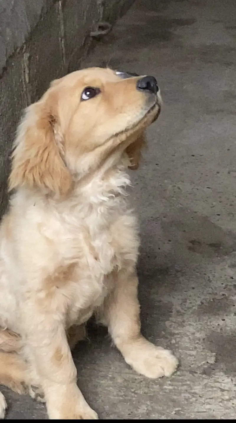 Golden retriever — photo 2