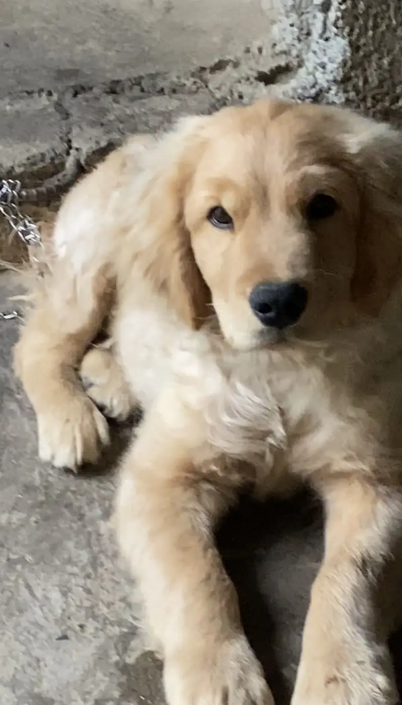 Golden retriever — photo 3
