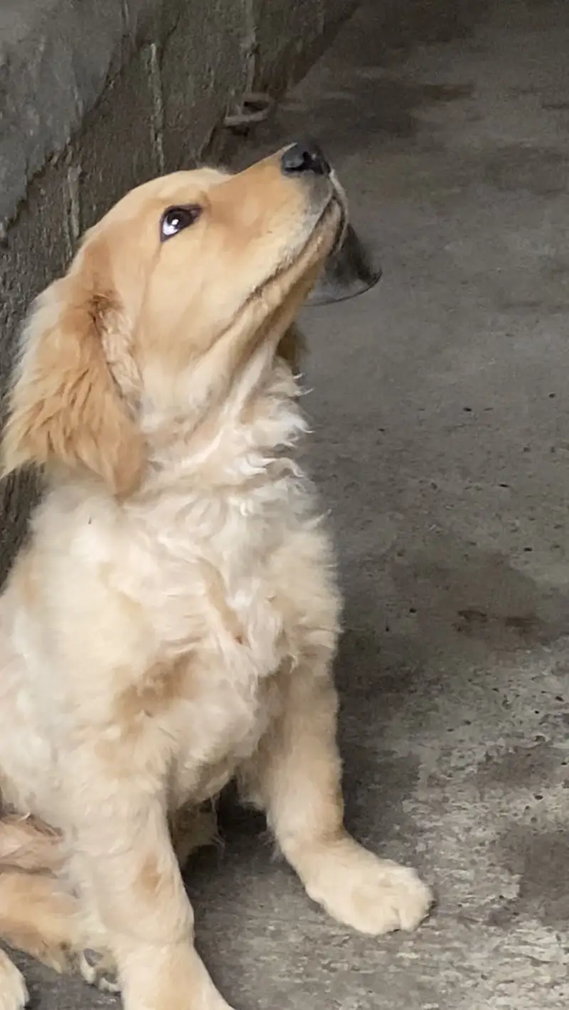 Golden retriever — photo 4