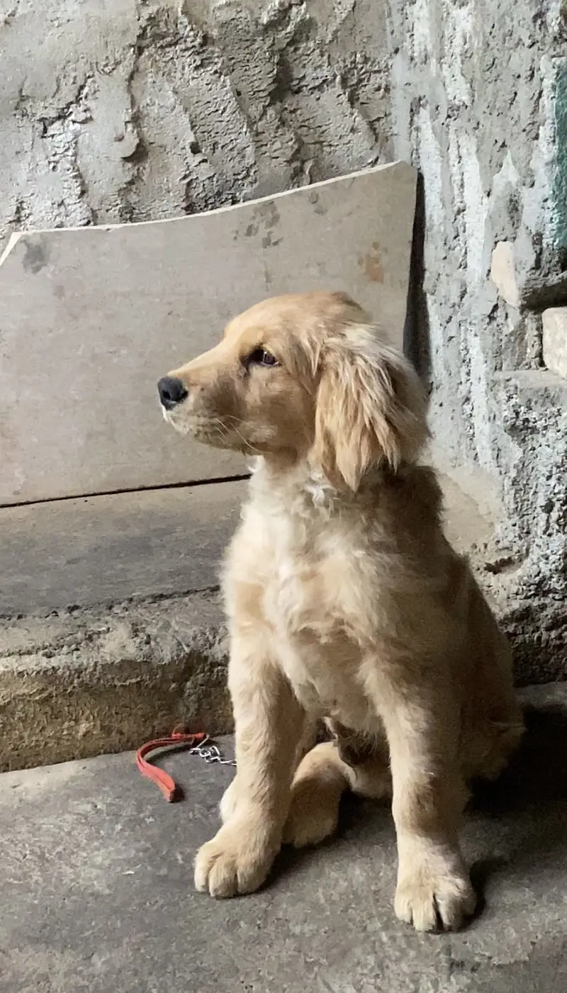 Golden retriever — photo 5