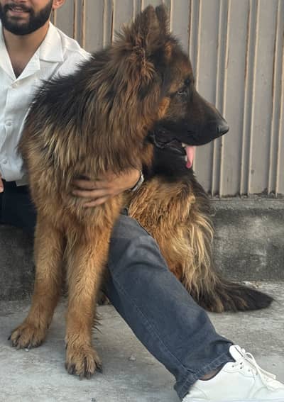 Male german shepherd for sale
