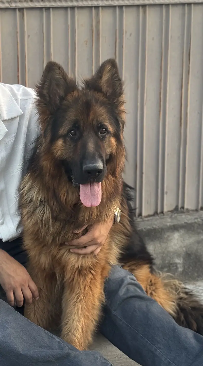 Male german shepherd for sale — photo 2