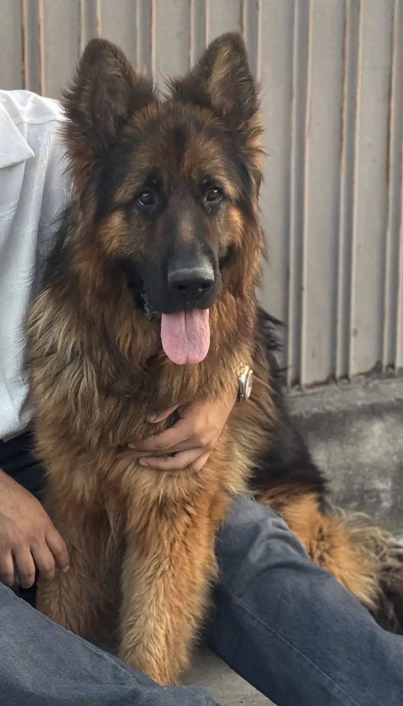 Male german shepherd for sale — photo 3