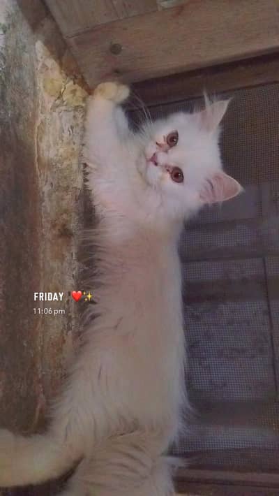 Pure Persian Male Kitten for Sale – 2 Months Old