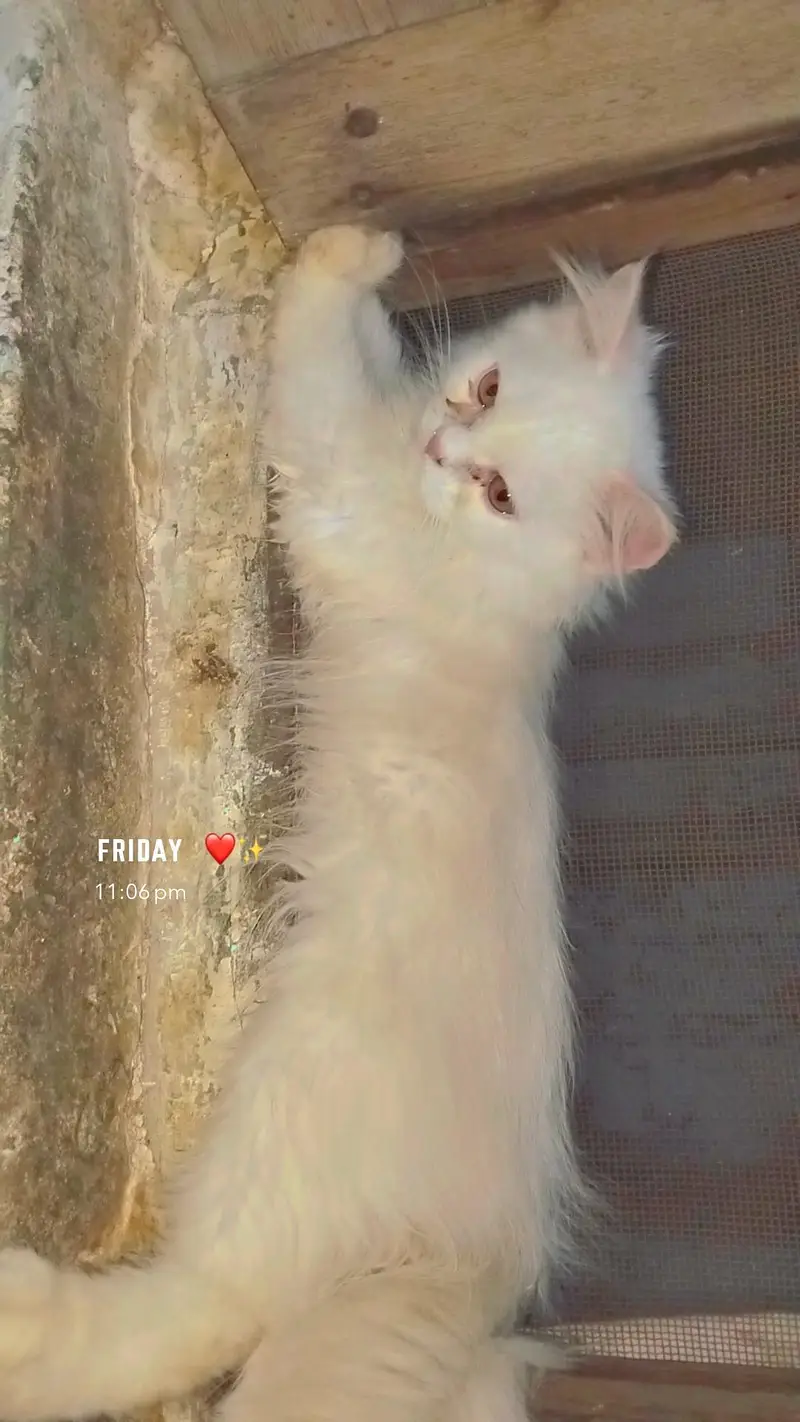 Pure Persian Male Kitten for Sale – 2 Months Old — photo 2