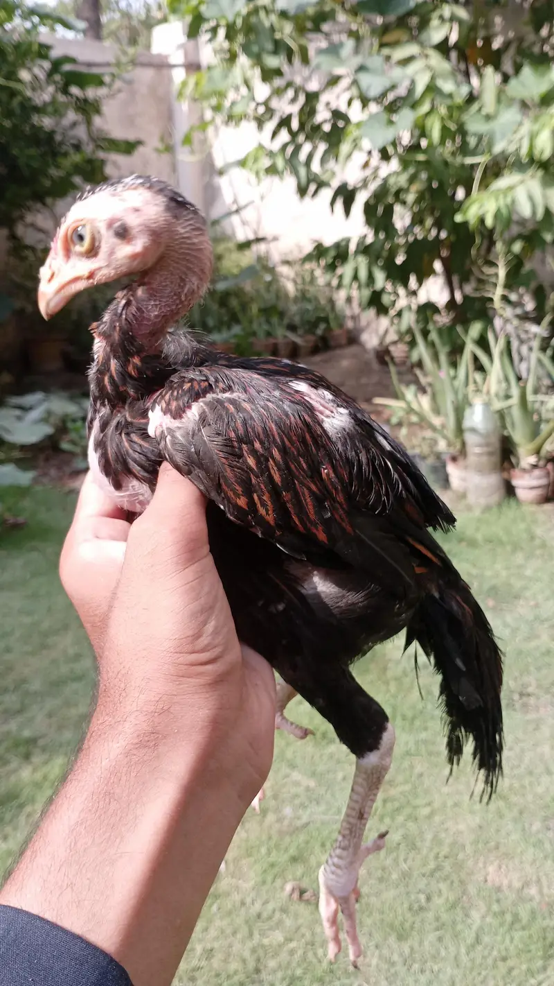 aseel mianwalli chicks — photo 2
