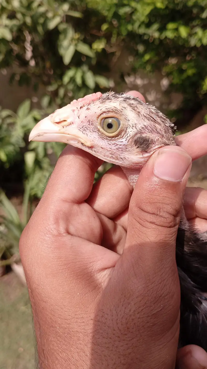 aseel mianwalli chicks — photo 3