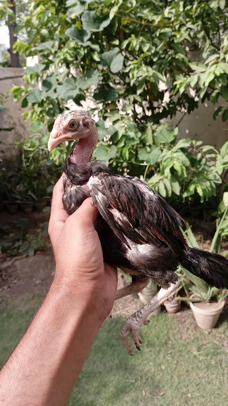 aseel mianwalli chicks — photo 4