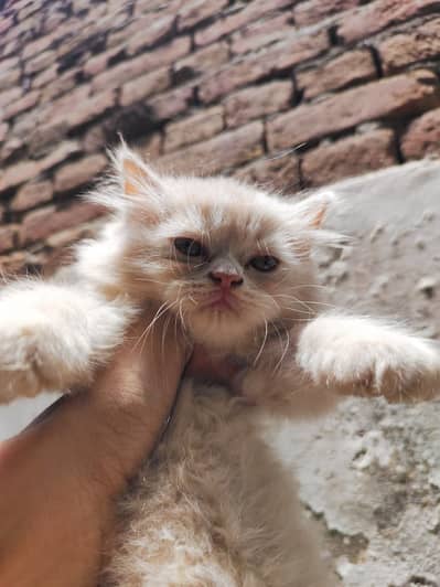 Triple coat Doll Faced Persian kittens