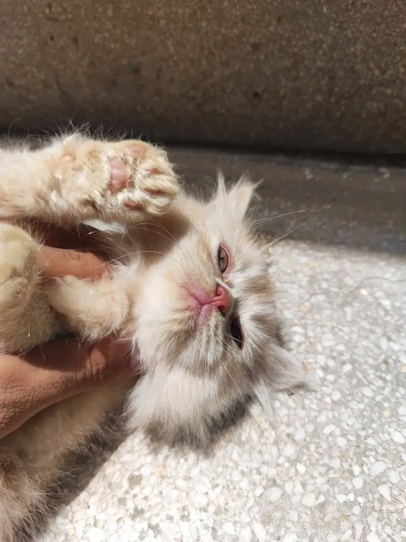 Triple coat Doll Faced Persian kittens — photo 2