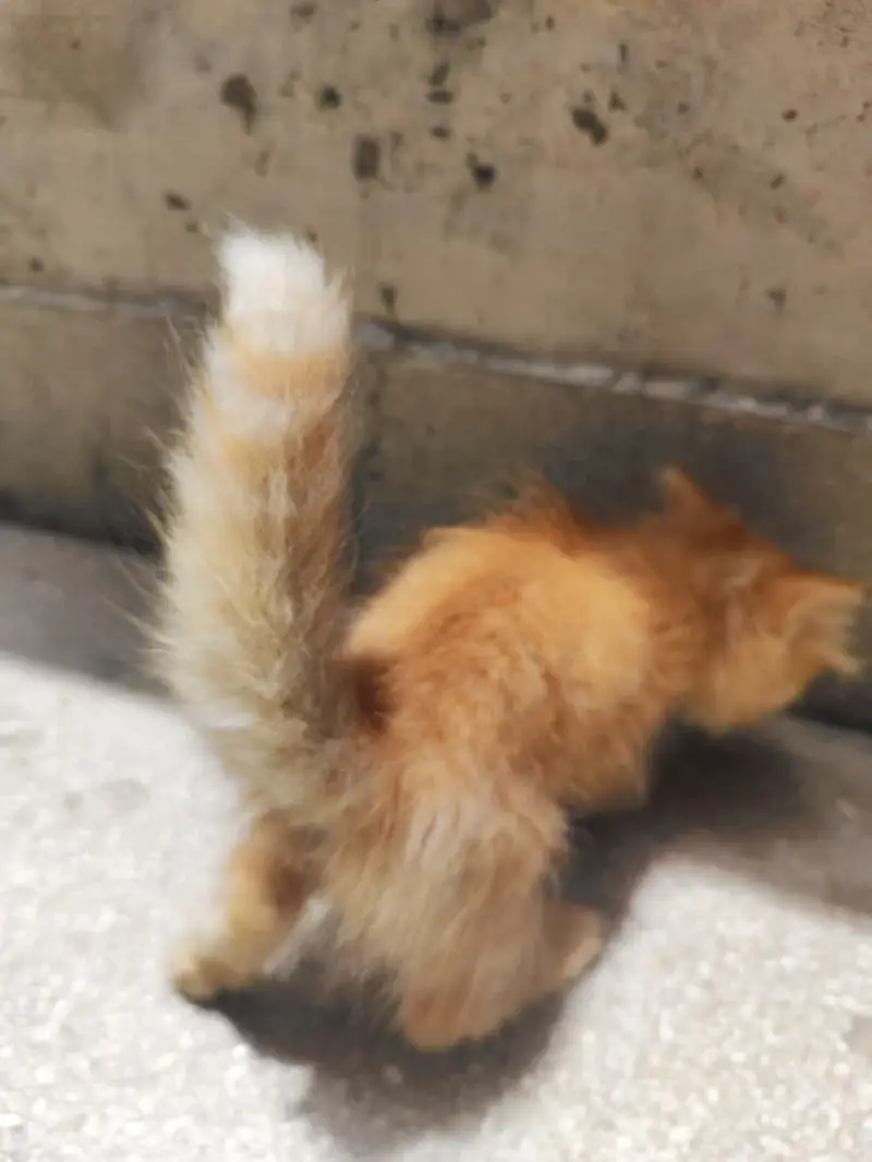Triple coat Doll Faced Persian kittens — photo 6