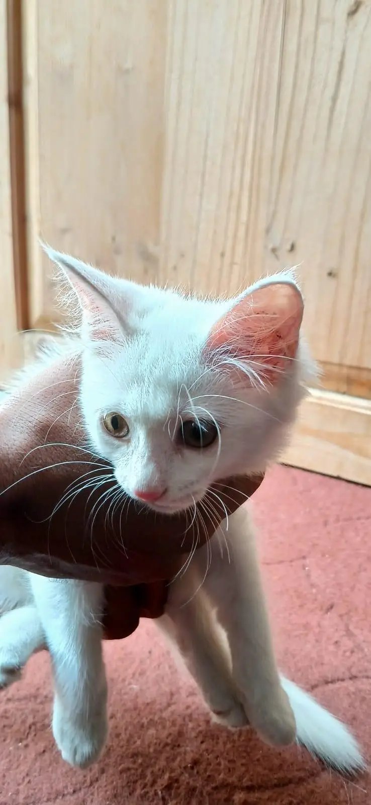 Persian Kitten Dbl Coated Golden Eyed — photo 2