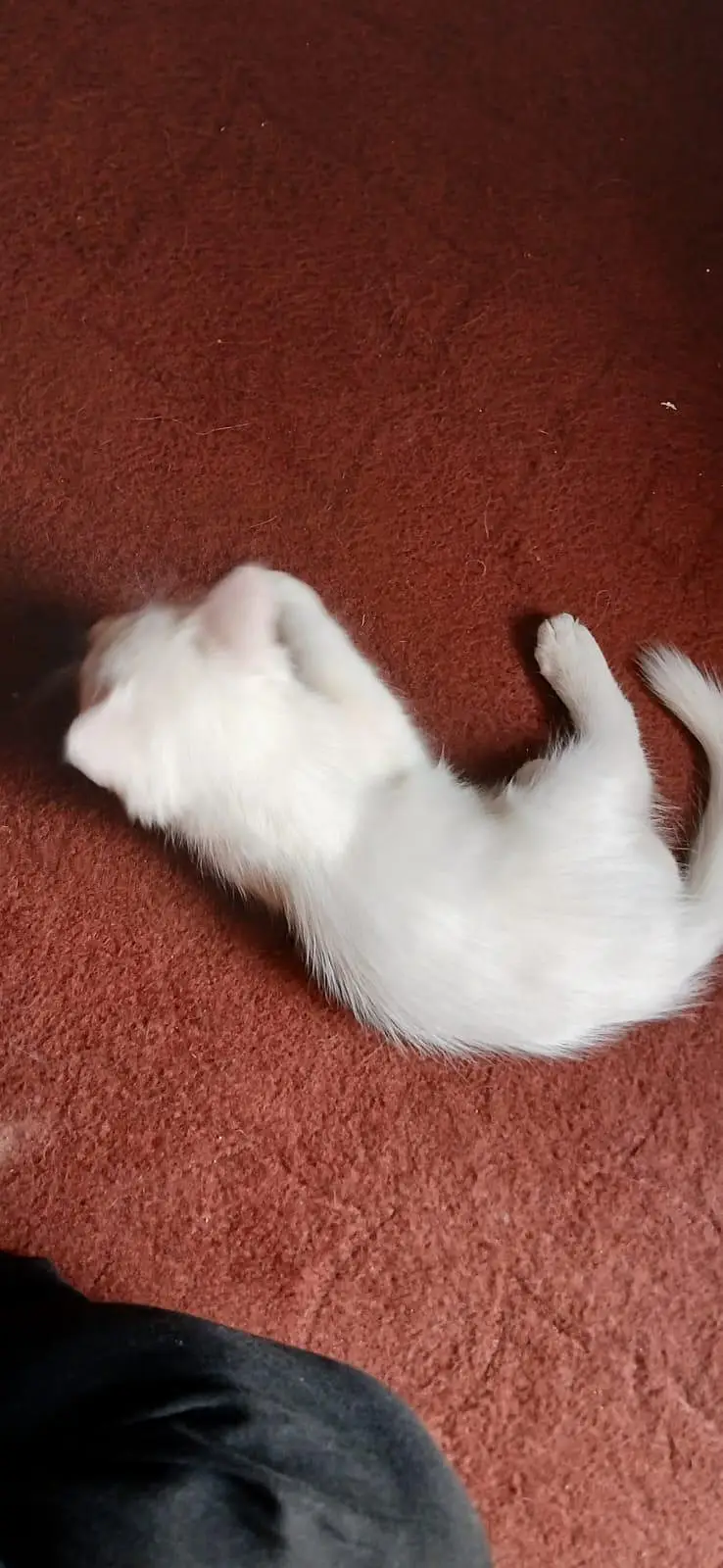 Persian Kitten Dbl Coated Golden Eyed — photo 3