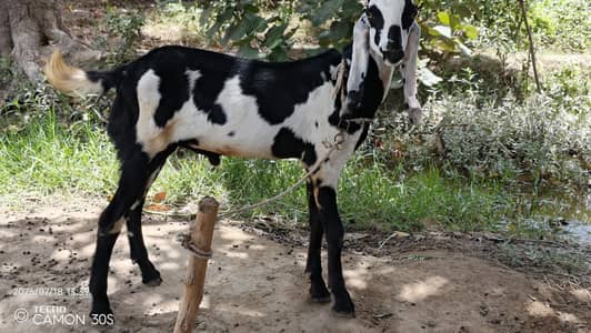 Desi bakra for sale