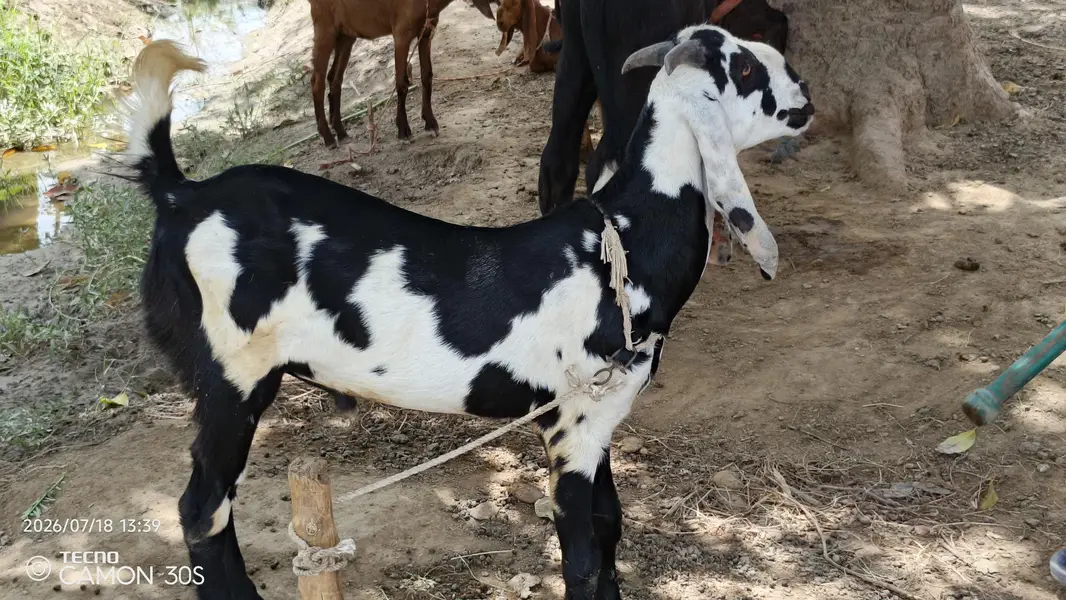 Desi bakra for sale — photo 2