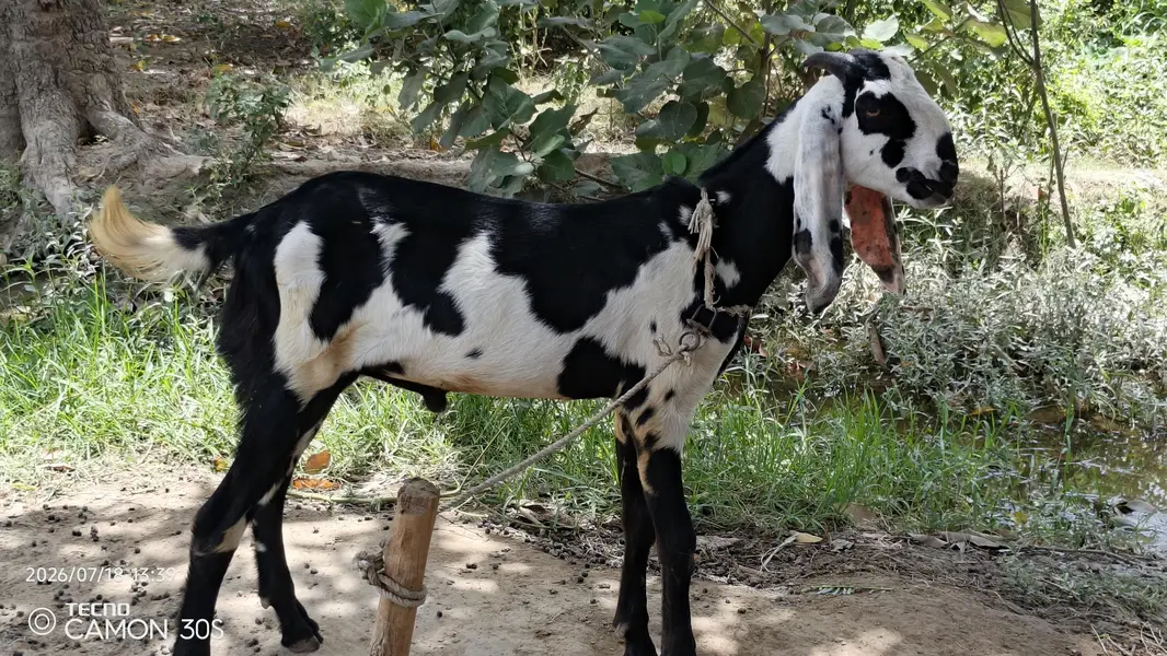 Desi bakra for sale — photo 3