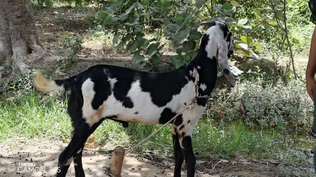 Desi bakra for sale — photo 4