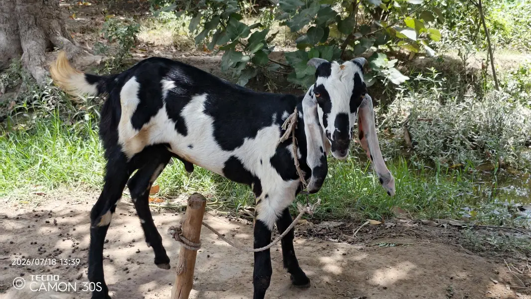 Desi bakra for sale — photo 5