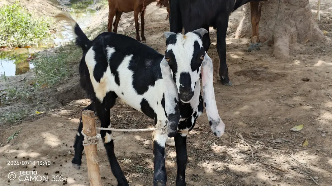 Desi bakra for sale — photo 6