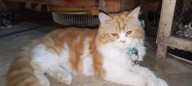 Beautiful Golden & White Long Hair Female Cat | Healthy & Fluffy
