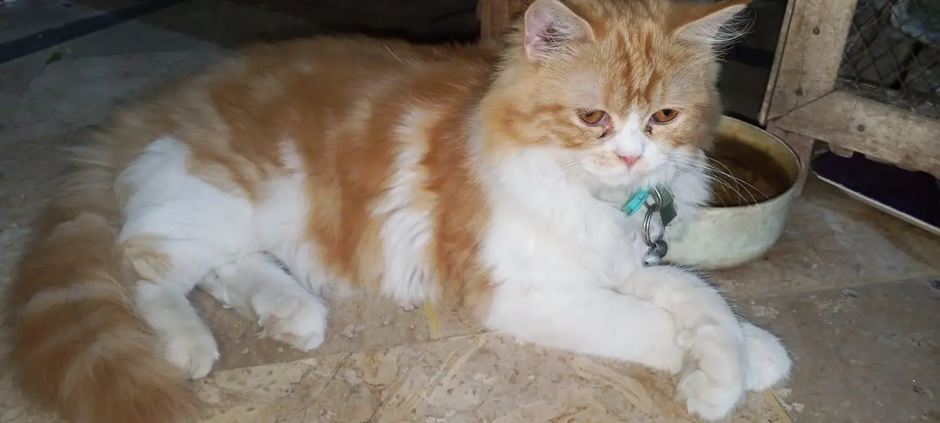Beautiful Golden & White Long Hair Female Cat | Healthy & Fluffy — photo 2
