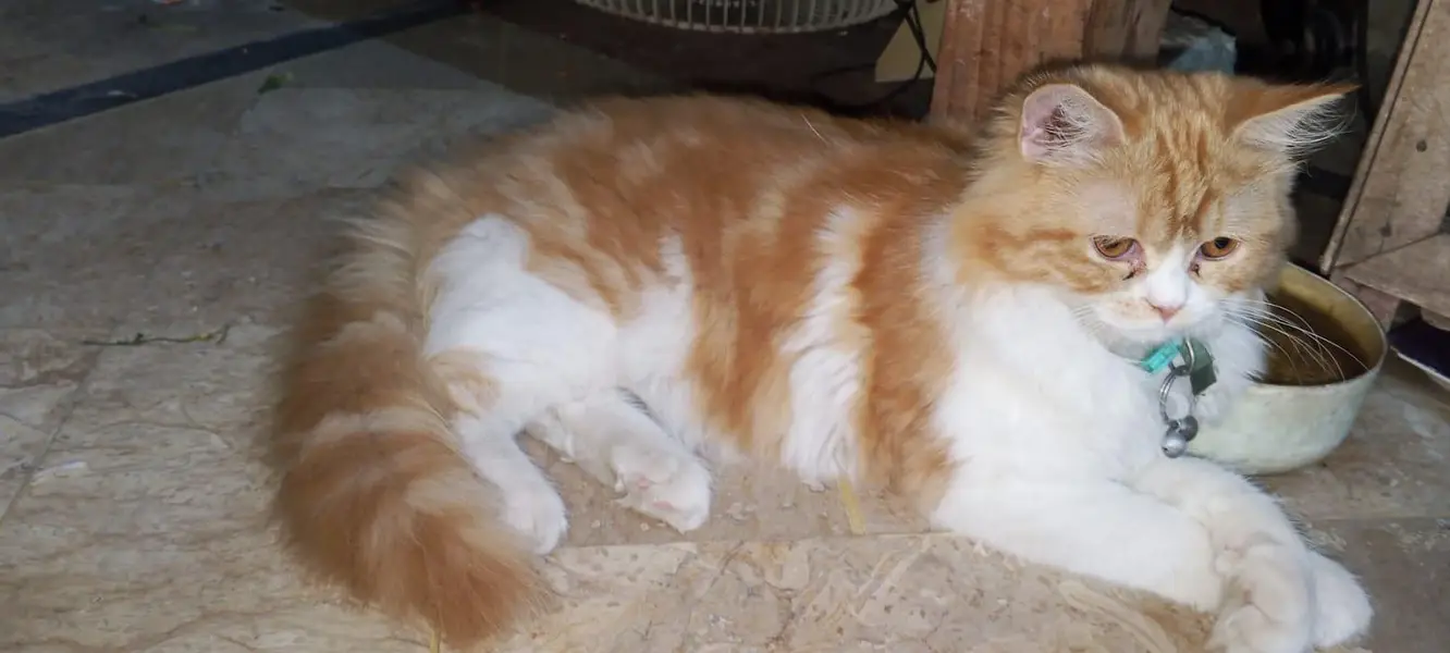Beautiful Golden & White Long Hair Female Cat | Healthy & Fluffy — photo 3