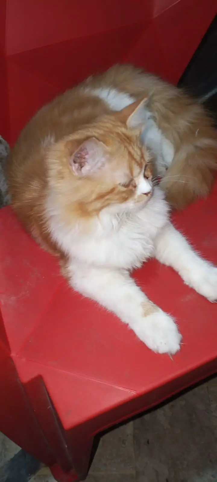 Beautiful Golden & White Long Hair Female Cat | Healthy & Fluffy — photo 4