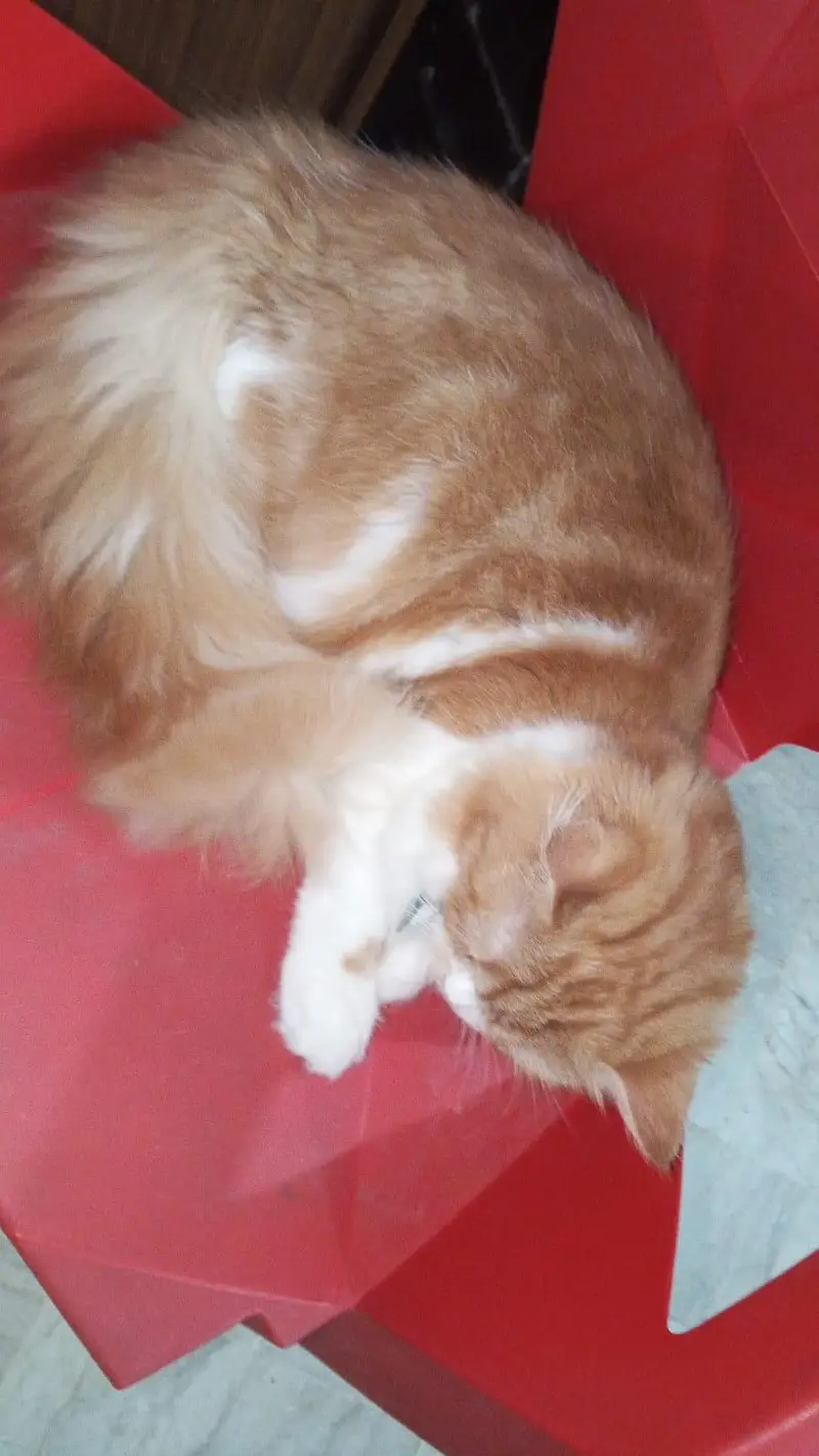 Beautiful Golden & White Long Hair Female Cat | Healthy & Fluffy — photo 5