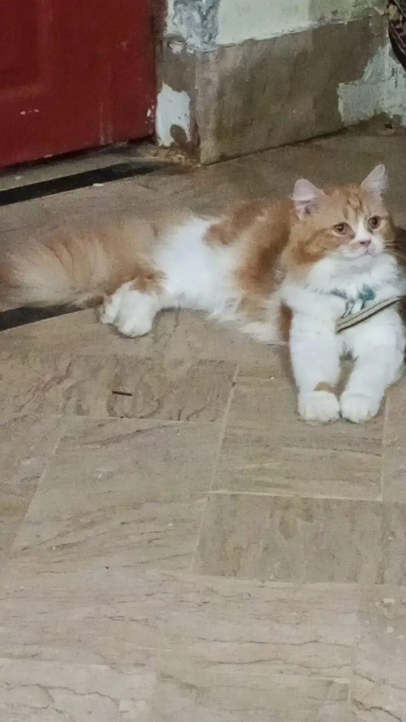 Beautiful Golden & White Long Hair Female Cat | Healthy & Fluffy — photo 6