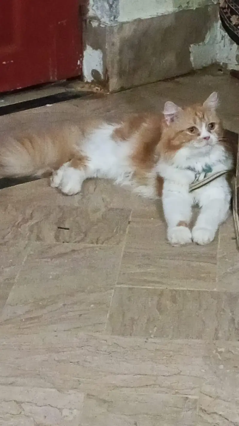 Beautiful Golden & White Long Hair Female Cat | Healthy & Fluffy — photo 7