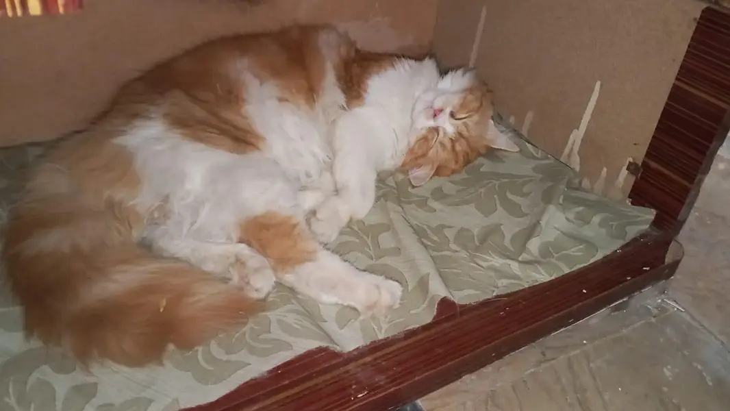 Beautiful Golden & White Long Hair Female Cat | Healthy & Fluffy — photo 8