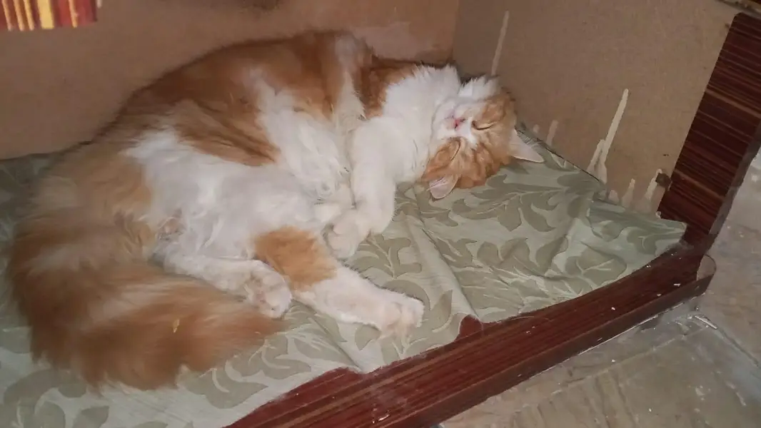 Beautiful Golden & White Long Hair Female Cat | Healthy & Fluffy — photo 9